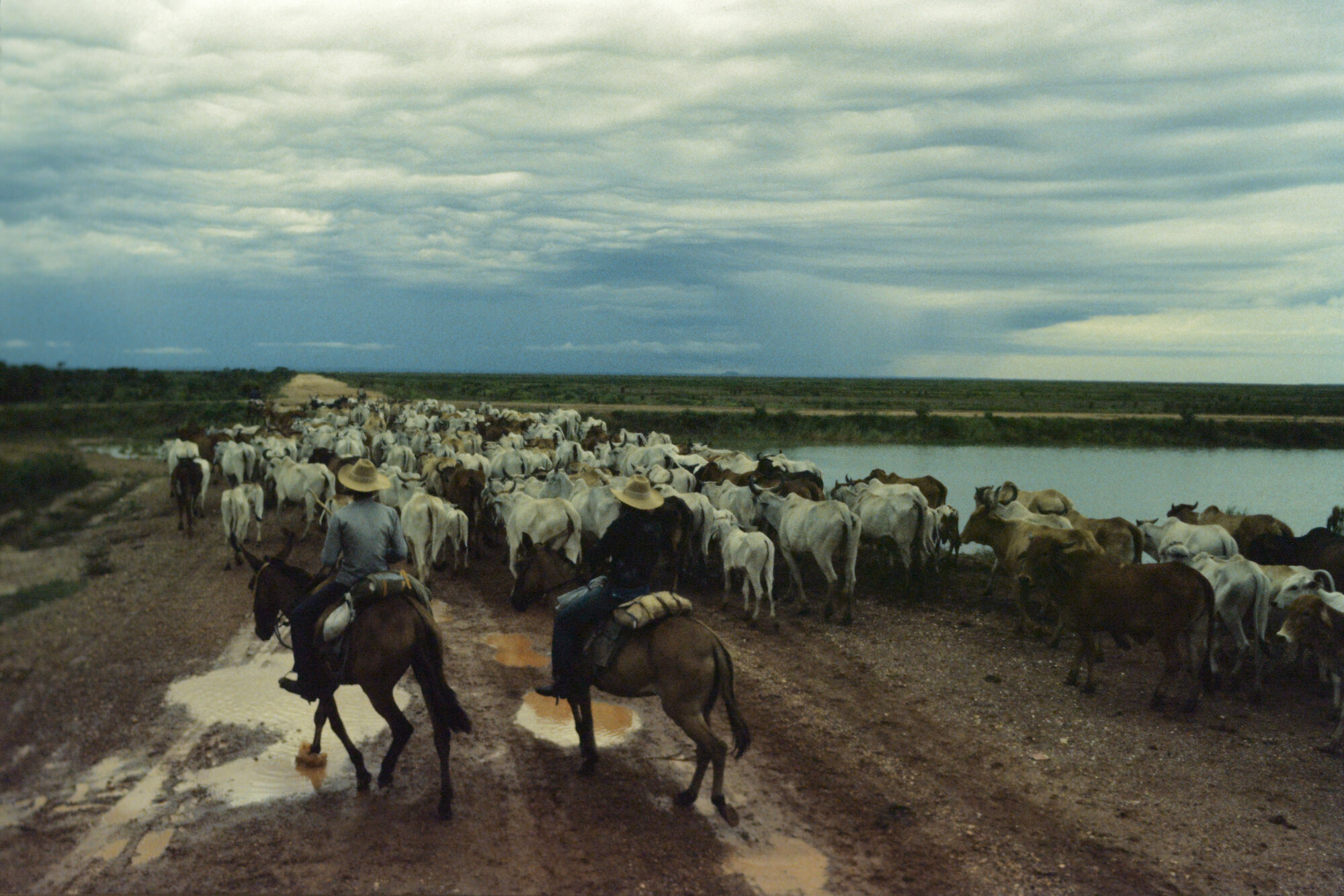 Cowboys on horseback herding cattle along a muddy road near the river under stormy skies